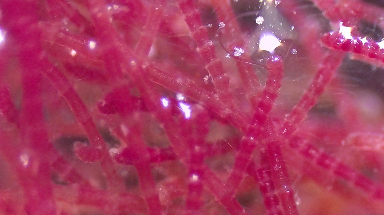 Il velcro del Tirreno, la storia di un''alga